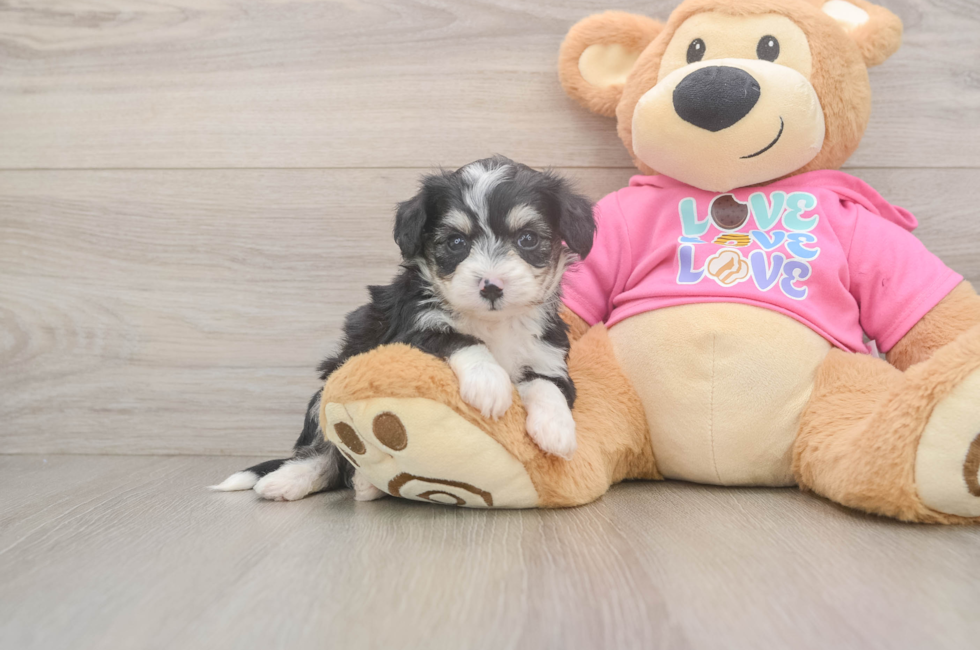5 week old Aussiechon Puppy For Sale - Puppy Love PR