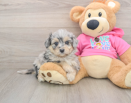 5 week old Aussiechon Puppy For Sale - Puppy Love PR