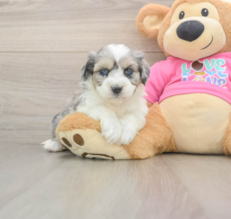 6 week old Aussiechon Puppy For Sale - Puppy Love PR