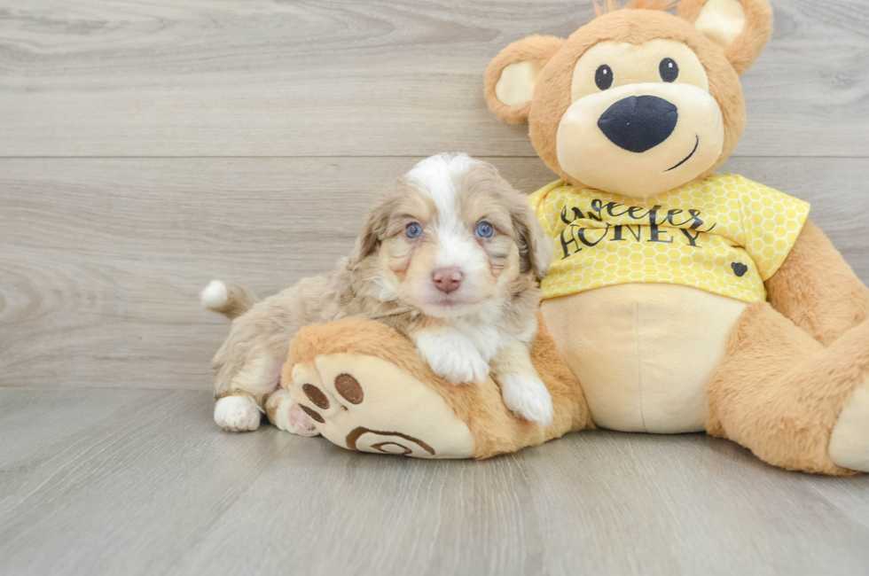 5 week old Aussiechon Puppy For Sale - Puppy Love PR