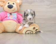 5 week old Aussiechon Puppy For Sale - Puppy Love PR