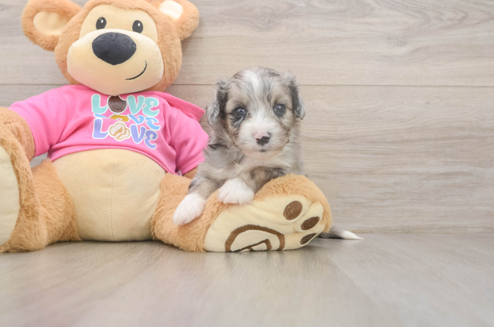 5 week old Aussiechon Puppy For Sale - Puppy Love PR
