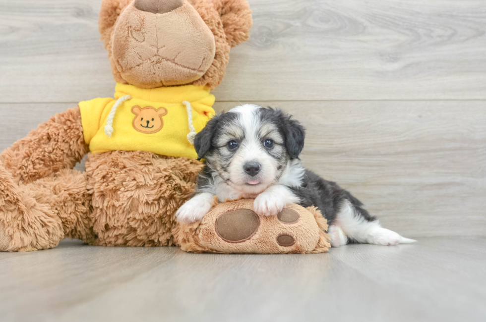 6 week old Aussiechon Puppy For Sale - Puppy Love PR