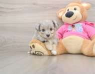 5 week old Aussiechon Puppy For Sale - Puppy Love PR