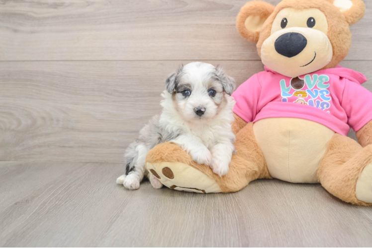 Aussiechon Pup Being Cute