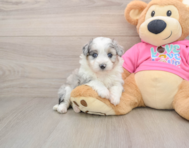 6 week old Aussiechon Puppy For Sale - Puppy Love PR
