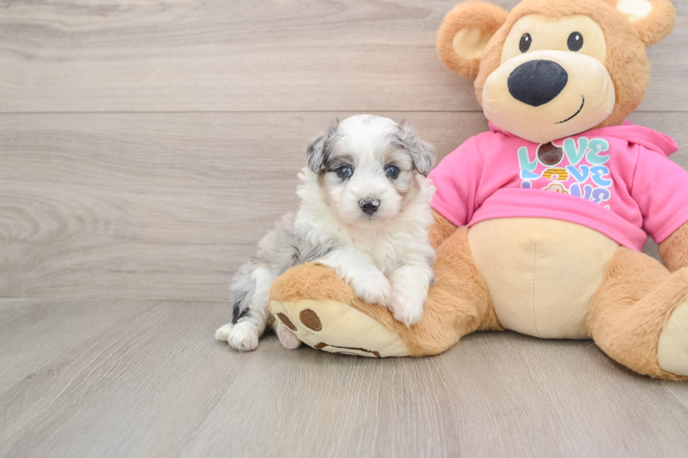 Aussiechon Pup Being Cute