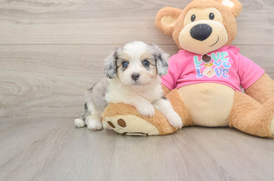 AVON, a Aussiechon littermate