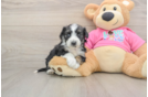 Sweet Aussiechon Baby