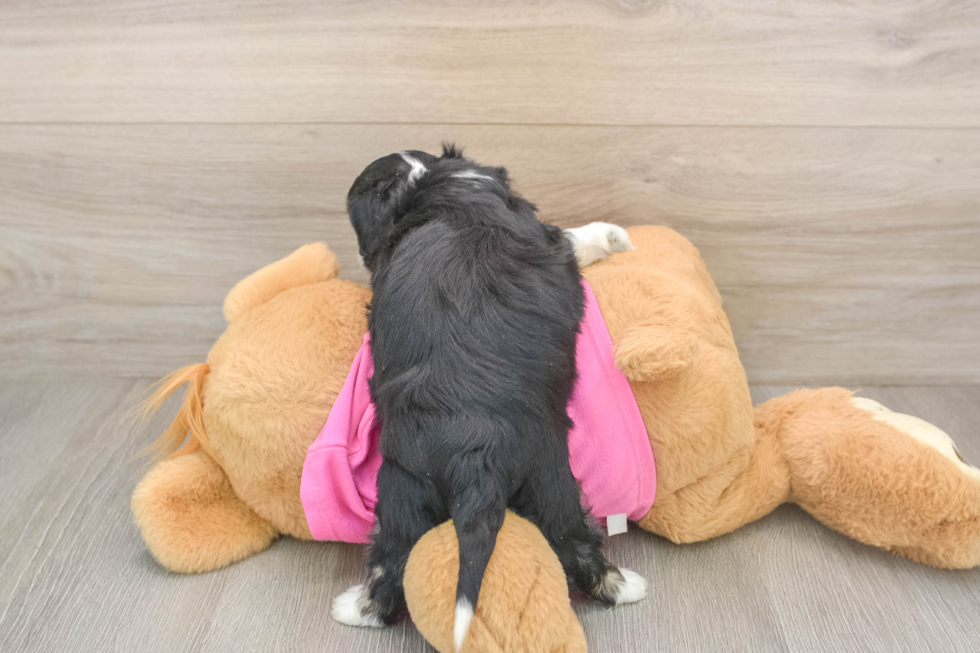 Petite Aussiechon Designer Pup