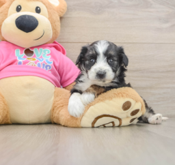 6 week old Aussiechon Puppy For Sale - Puppy Love PR