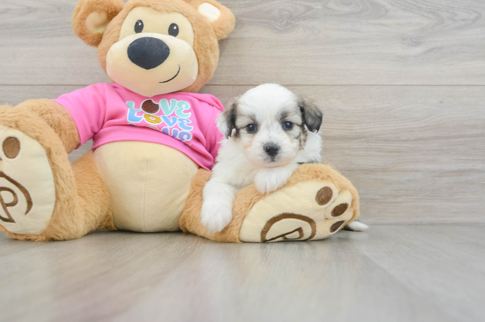 5 week old Aussiechon Puppy For Sale - Puppy Love PR