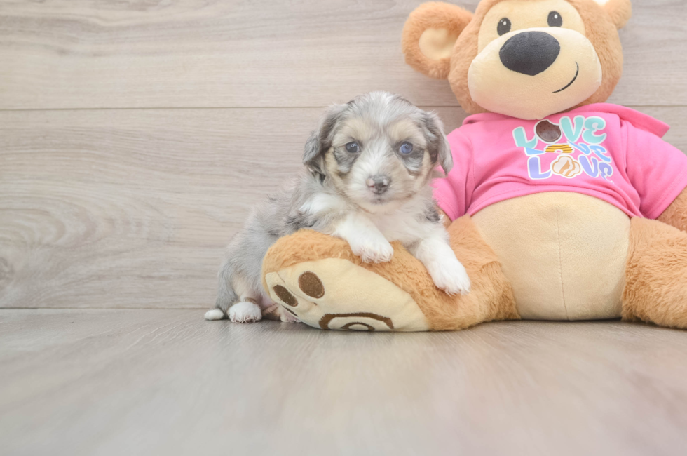 5 week old Aussiechon Puppy For Sale - Puppy Love PR