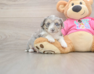 7 week old Aussiechon Puppy For Sale - Puppy Love PR 7 week old Aussiechon Puppy For Sale - Puppy Love PR