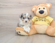 6 week old Aussiechon Puppy For Sale - Puppy Love PR