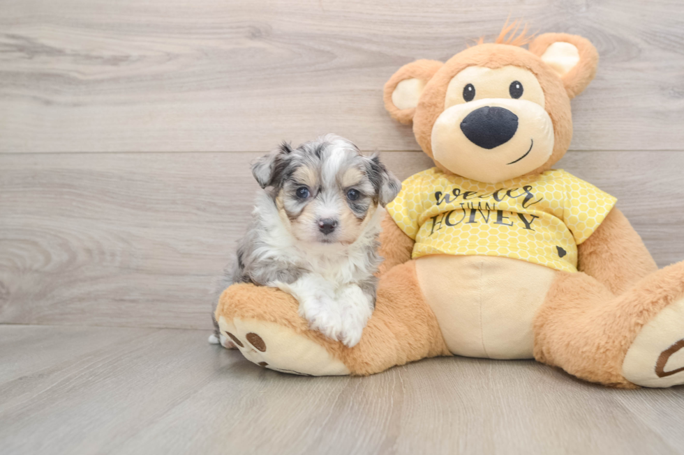 Playful Aussie Bichon Designer Puppy