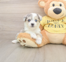 5 week old Aussiechon Puppy For Sale - Puppy Love PR