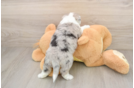 Aussiechon Puppy for Adoption