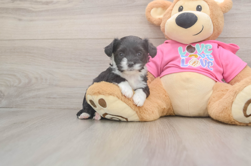 5 week old Aussiechon Puppy For Sale - Puppy Love PR
