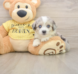 5 week old Aussiechon Puppy For Sale - Puppy Love PR