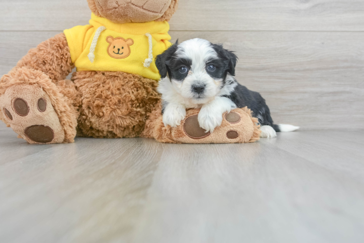 Meet Bandit - our Aussiechon Puppy Photo 1/2 - Puppy Love PR Aussiechon Pup Being Cute