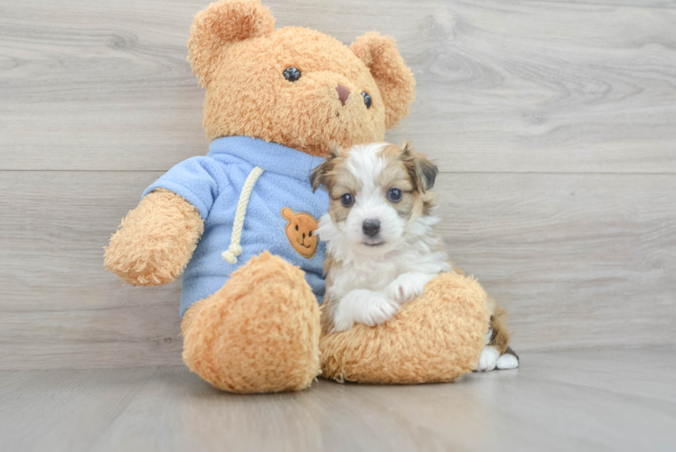 Meet Bandit - our Aussiechon Puppy Photo 1/3 - Puppy Love PR Best Aussiechon Baby