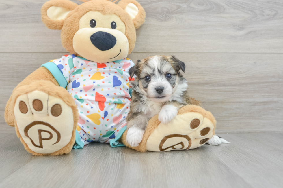 Aussiechon Pup Being Cute