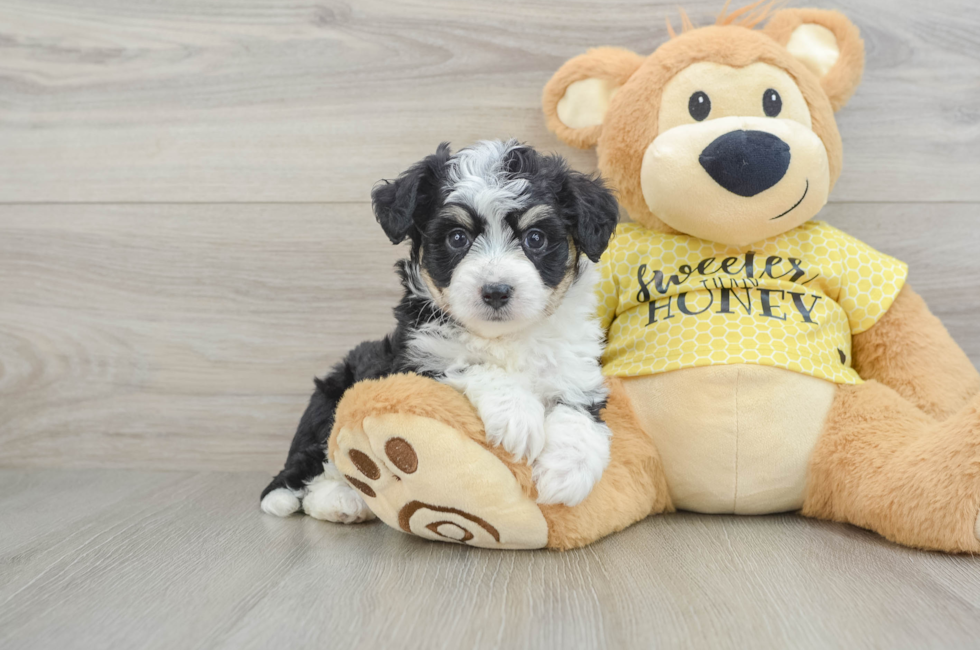 6 week old Aussiechon Puppy For Sale - Puppy Love PR