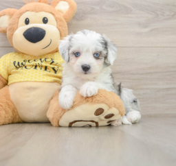 6 week old Aussiechon Puppy For Sale - Puppy Love PR