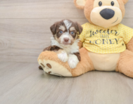 6 week old Aussiechon Puppy For Sale - Puppy Love PR