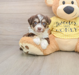 5 week old Aussiechon Puppy For Sale - Puppy Love PR