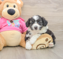 7 week old Aussiechon Puppy For Sale - Puppy Love PR