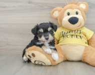 8 week old Aussiechon Puppy For Sale - Puppy Love PR