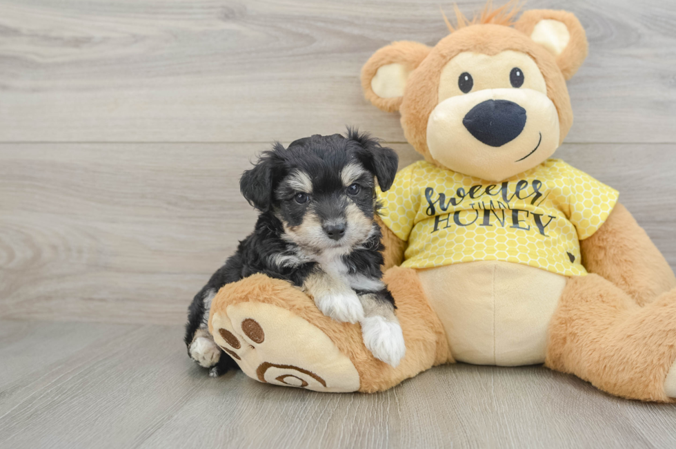 6 week old Aussiechon Puppy For Sale - Puppy Love PR