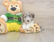 6 week old Aussiechon Puppy For Sale - Puppy Love PR
