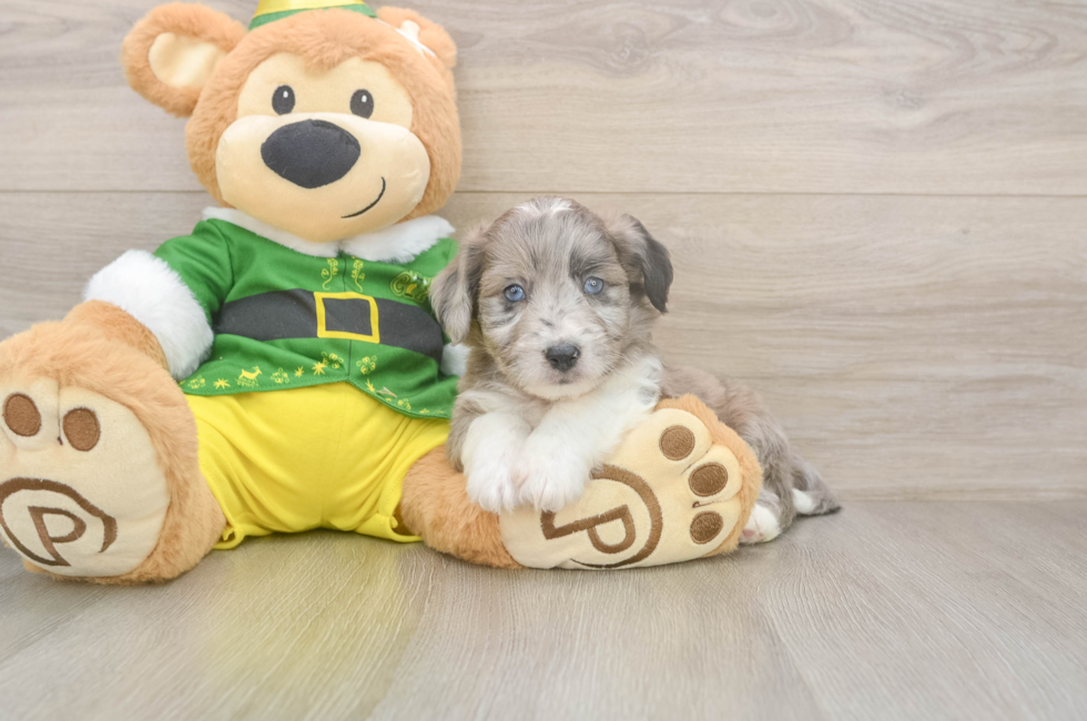 5 week old Aussiechon Puppy For Sale - Puppy Love PR