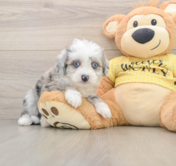 6 week old Aussiechon Puppy For Sale - Puppy Love PR