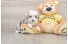 Little Aussie Bichon Designer Puppy