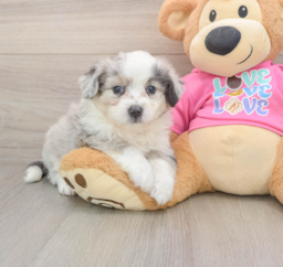 7 week old Aussiechon Puppy For Sale - Puppy Love PR