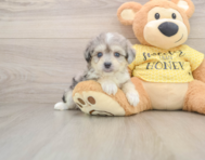 6 week old Aussiechon Puppy For Sale - Puppy Love PR