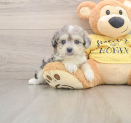 5 week old Aussiechon Puppy For Sale - Puppy Love PR
