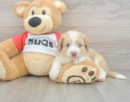 6 week old Aussiechon Puppy For Sale - Puppy Love PR