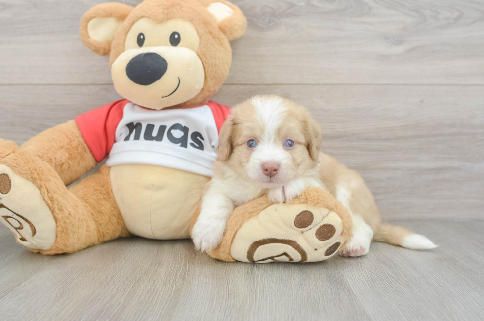 5 week old Aussiechon Puppy For Sale - Puppy Love PR