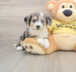 6 week old Aussiechon Puppy For Sale - Puppy Love PR