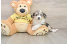Best Aussiechon Baby