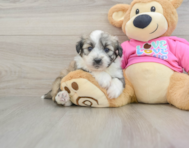 7 week old Aussiechon Puppy For Sale - Puppy Love PR