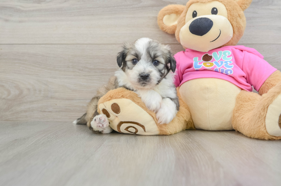 5 week old Aussiechon Puppy For Sale - Puppy Love PR