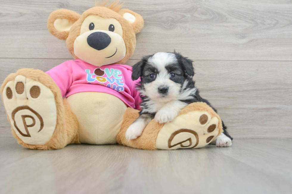 5 week old Aussiechon Puppy For Sale - Puppy Love PR