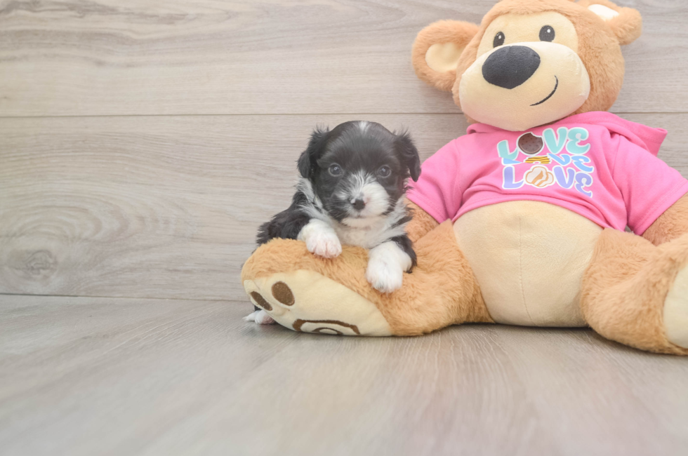5 week old Aussiechon Puppy For Sale - Puppy Love PR