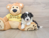 6 week old Aussiechon Puppy For Sale - Puppy Love PR